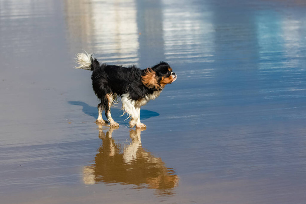 Um cão cavaleiro rei Charles, um filhote de cachorro bonito andando na praia, com reflexão sobre a areia - Foto, Imagem