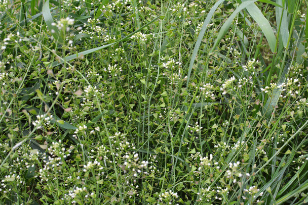 In nature, the field grow Capsella bursa-pastoris - Photo, Image