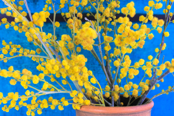 茶色い土の花瓶に黄色のミモザの花の花束。木製の青の背景に黄色の春の花。母の日、 3月8日、バレンタインデー、イースターへの贈り物として咲く黄金のアカシアのディールバータ. - 写真・画像