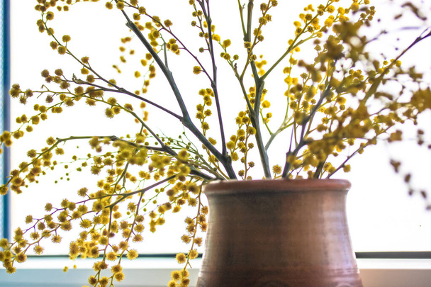 Een prachtig boeket van gele mimosa bloemen in een bruine kleivaas. Gele lentebloemen op de vensterbank in de contrail. Gouden Acacia dealbata in bloei. Cadeau voor moederdag, 8 maart, Pasen. - Foto, afbeelding