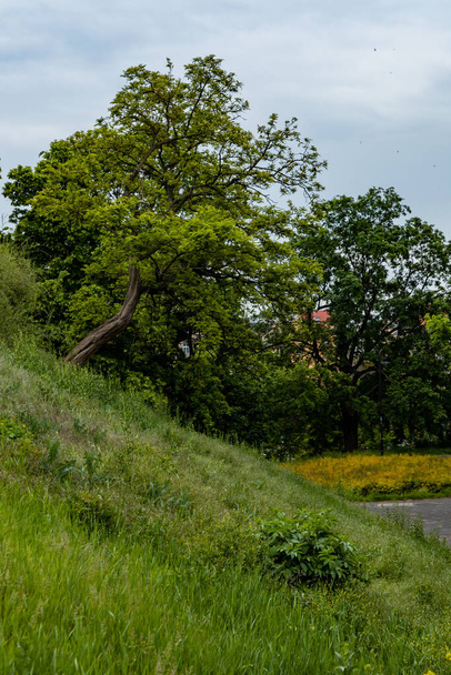 Krummer Baum am Rande eines kleinen Hügels bei bewölktem Tag - Foto, Bild