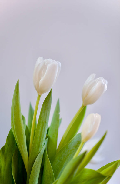  donna day.White tolips .Spring fiori. - Foto, immagini