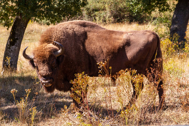 Un bisonte grande junto a unos árboles en un campo - Foto, Imagen