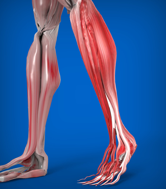 Lower Legs Muscles Anatomy - Photo, Image