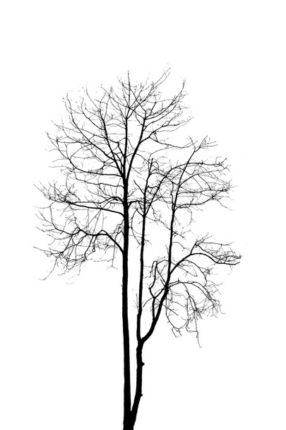 dead tree without leaves isolate on white background  - Photo, image
