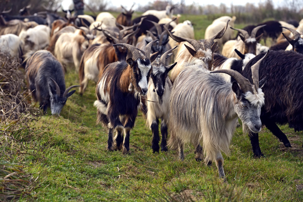 Herd of sheep on a mountain pasture - Фото, зображення