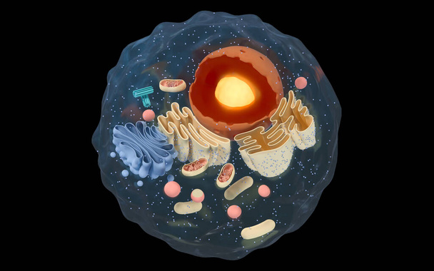 Внутрішня структура клітини тварин, 3d рендеринга. Перегляд розділу. Комп'ютерне цифрове креслення
. - Фото, зображення