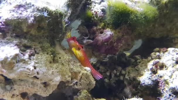 Video de Red Ruby Dragonet pescado Synchiropus sycorax - Metraje, vídeo