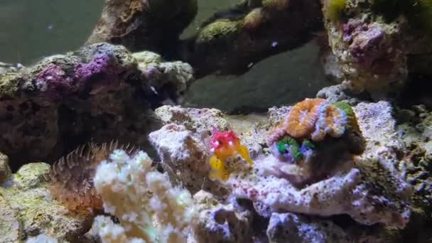 Vídeo de Red Ruby Dragonet peixe -Synchiropus sycorax - Filmagem, Vídeo