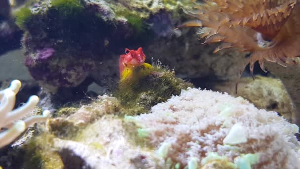 Vídeo de Red Ruby Dragonet peixe -Synchiropus sycorax - Filmagem, Vídeo