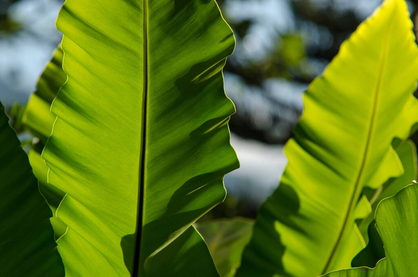 листя в саду яскраво-зелене листя з сонячним світлом, що сяє ззаду
. - Фото, зображення
