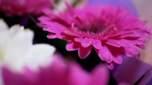 Rozstřikování kapek vody na jemné růžové okvětní lístky chryzantémy Květ. 180fps - Záběry, video