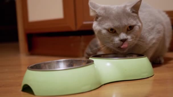 Голодный британский шотландский серый домашний кот ест сухие продукты из зеленой чаши дома - Кадры, видео