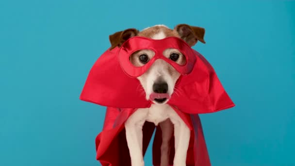 Jack Russel terrier in bright red superhero costume on blue - Footage, Video