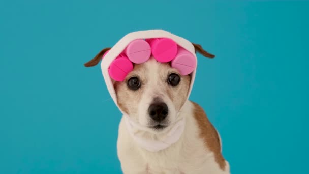 Jack Russel terrier maakt kapsel met krulspelden op blauw - Video