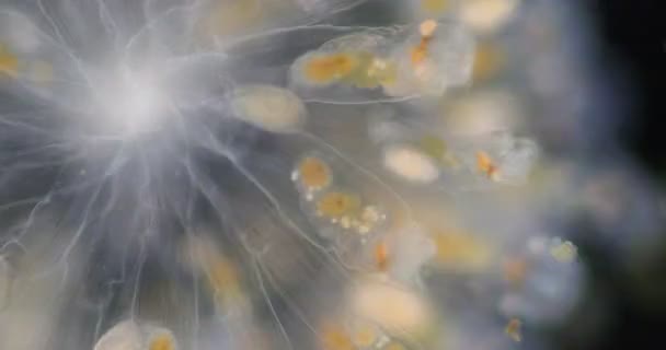 A rotiferek gyakran nevezik kerék állatok vagy kerék állatok, alkotják a filum (Rotifera) pszeudokoelomát állatok mikroszkóp alatt. - Felvétel, videó