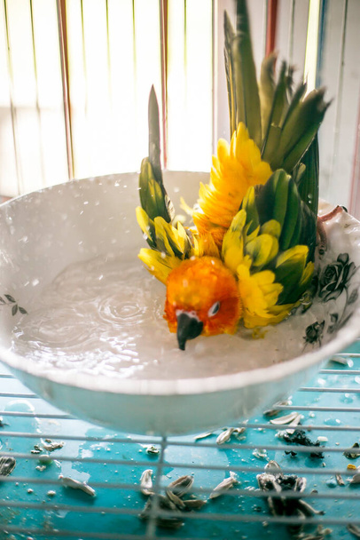 Soleil perroquet conure (Ara macao) prendre une douche avec éclaboussure d'eau - Photo, image