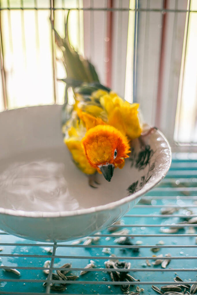 Солнечный попугай (Ara macao) принимает душ с брызгами воды - Фото, изображение