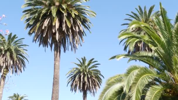Palms in Los Angeles, California, USA. Summertime aesthetic of Santa Monica and Venice Beach on Pacific ocean. Clear blue sky and iconic palm trees. Atmosphere of Beverly Hills in Hollywood. LA vibes - Footage, Video