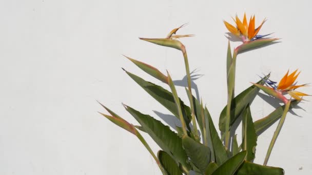 Strelitzia lintu paratiisi trooppinen nosturi kukka, Kalifornia Yhdysvallat. Oranssi eksoottinen kukka kukka, varjo valkoisella seinällä, luonnollinen trendikäs huonekasvi kodin puutarhanhoito. Los Angelesin kesäilmapiiri - Materiaali, video