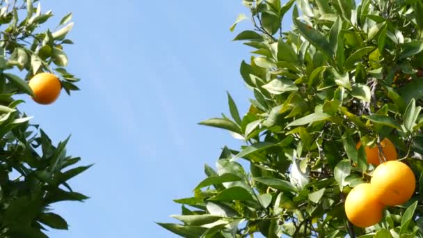 Цитрусовые апельсины на дереве, Калифорния, США. Весенний сад, американская местная сельскохозяйственная ферма, усадьба садоводства. Сочные свежие листья, экзотический тропический урожай на ветке. Весеннее небо - Кадры, видео