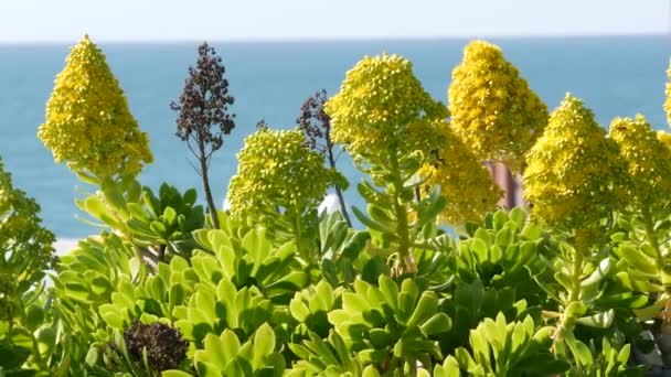 Aeonium arboreum houseleek tree yellow flower, California USA. Irlantilainen ruusu mehukas kukinto. Kotisivu puutarhanhoito, amerikkalainen koriste koriste huonekasvi, luonnollinen kasvitieteellinen valtameren ranta ilmapiiri - Materiaali, video
