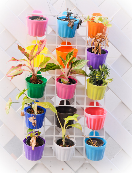 多彩な植木鉢  - 写真・画像