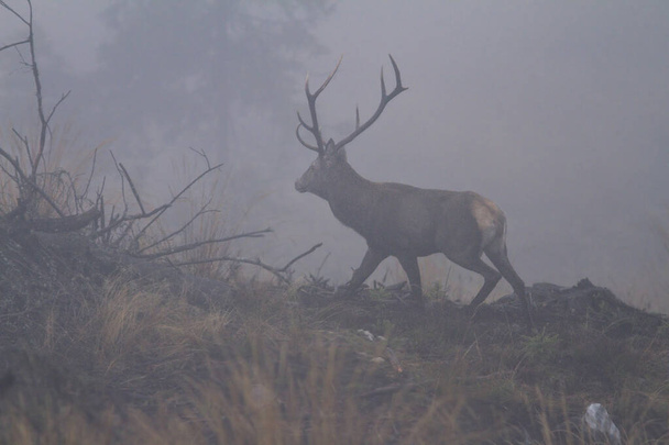 gran toro de ciervo rojo en la niebla de la mañana (.Cervus elaphus); esta imagen se toma en el desierto de las montañas de los Cárpatos en Rumania, donde los ciervos se reúnen para aparearse a principios de otoño - Foto, Imagen