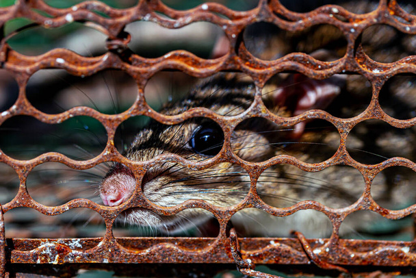 Коричневая крыса в клетке - Фото, изображение
