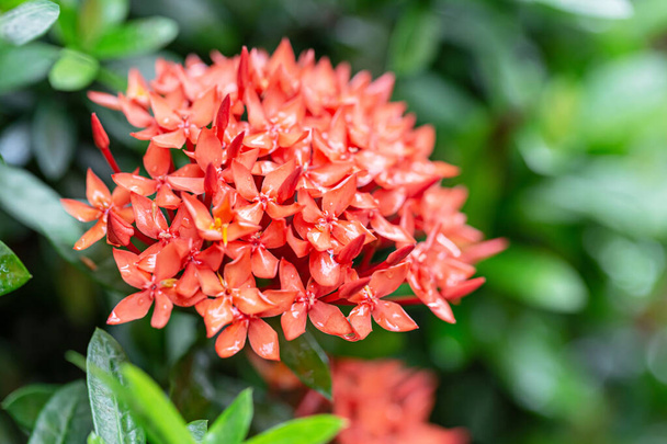 Fleur de jasmin rouge des Antilles avec fond de feuille verte - Photo, image