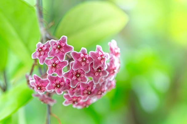 Fechar de flor de Hoya Carnosa - Foto, Imagem