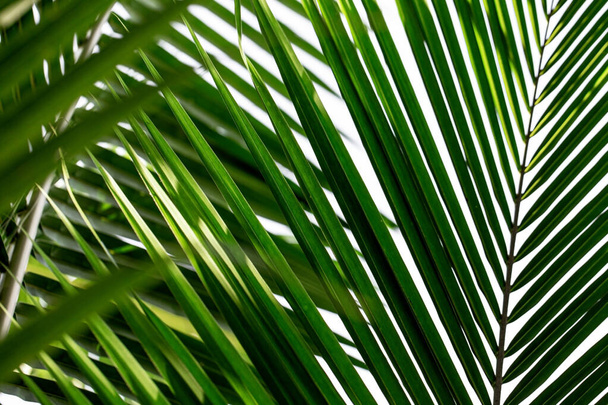 крупним планом вид красивого зеленого пальмового листа
 - Фото, зображення