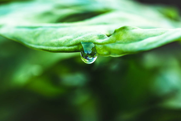 Las gotas de agua en las hojas durante la temporada de lluvias de la selva tropical  - Foto, imagen