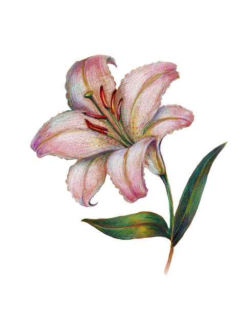 Illustration of lily - Photo, Image