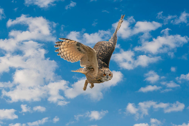 Un búho águila eurasiática o búho águila. Vuela con alas extendidas contra un cielo nublado azul y blanco. Los ojos rojos te miran mientras está cazando. Colores frescos, paisaje nublado, foto compuesta - Foto, Imagen
