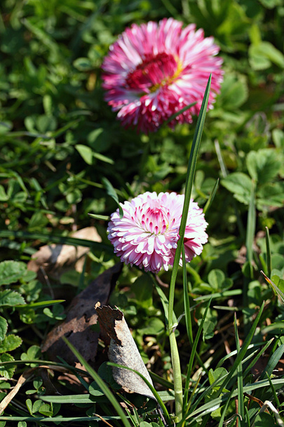 Bellis perennis flor en el jardín
 - Foto, imagen