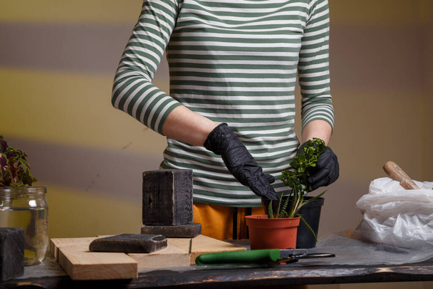 Ręce ogrodnika w rękawiczkach trzymających kalanchoe roślin. Sadzenie w pomieszczeniach koncepcja kwiatów.  - Zdjęcie, obraz