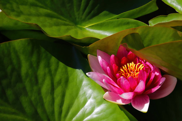 Schöne rosa Lotus, Wasserpflanze mit Reflexion in einem Teich - Foto, Bild
