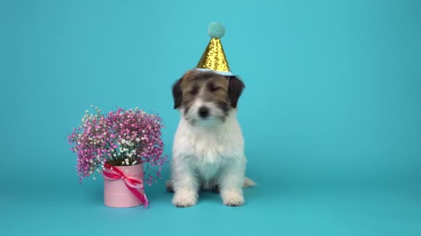 Милый Джек Рассел Терьер сломанный щенок в праздничной кепке сидит рядом с букет розовых цветов на голубом фоне. - Кадры, видео