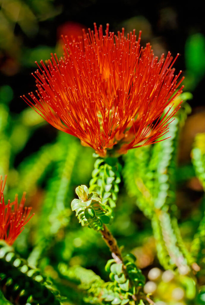 Beaufortia squarrosa, běžně známý jako písečný kartáč na lahve, je rostlina v myrtaceae myrtaceae rodiny a je endemický na jihozápad od západní Austrálie. - Fotografie, Obrázek