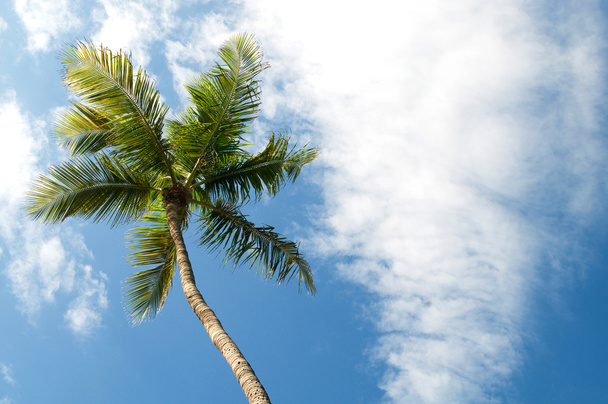 Palms trees on the beach during bright day - Φωτογραφία, εικόνα