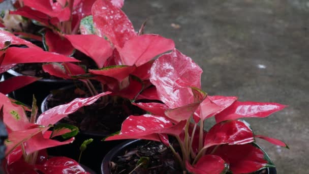4K Čerstvé barevné kaladium ponechává růžovou červenou barvu s tmavozelenými okraji listů v květináčích v deštivý den pro životní prostředí, klidné, svěžest pozadí. Exotické dekorativní dům rostlin období dešťů. - Záběry, video