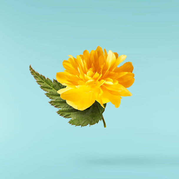 Гарне зображення прядіння жовтих квітів кульбаби, що летять у повітрі на пастельному бірюзовому тлі. Концепція левітації. Зображення роздільної здатності Hugh
 - Фото, зображення
