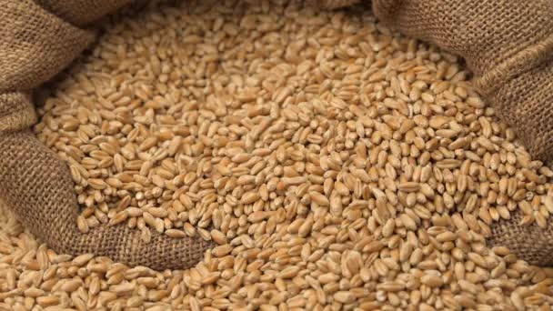 Granos de trigo que caen en sacos - Imágenes, Vídeo