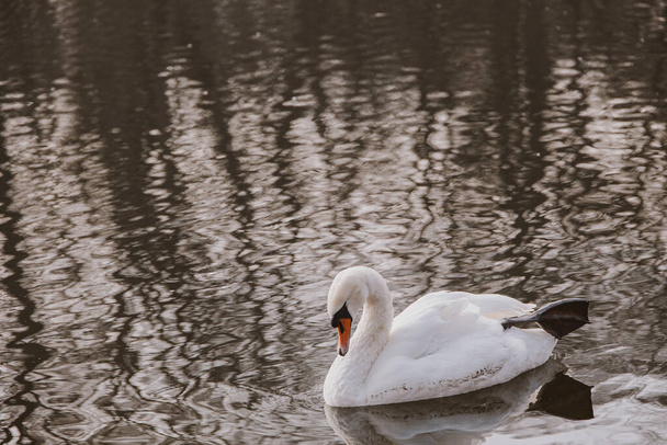 hermoso pájaro cisne blanco flotando en agua oscura - Foto, Imagen