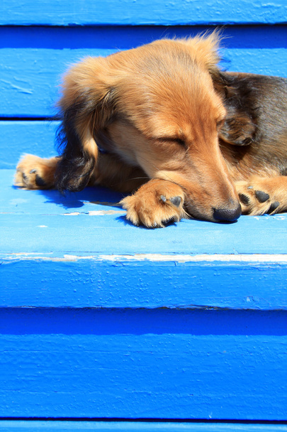 είδος γερμανικού κυνηγετικού σκύλου κουτάβι που κοιμάται - Φωτογραφία, εικόνα