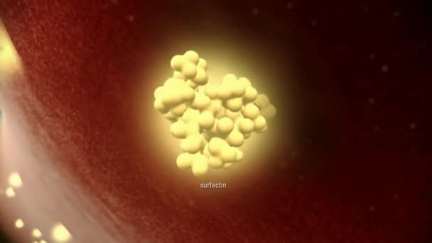 Bactérias sob o microscópio. Um clipe animado de uma grande colônia - Filmagem, Vídeo