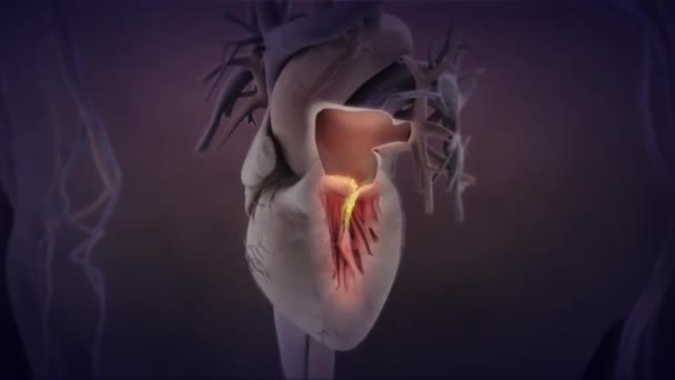 Bakteerit sydämen ja verisuonten reittejä.3D Animoitu Zoom Malli - Materiaali, video
