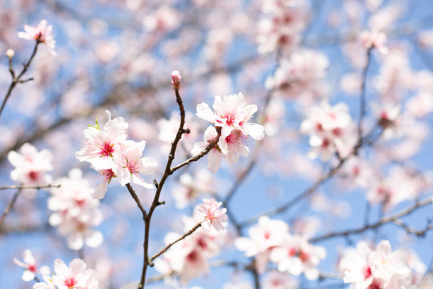 Zbliżenie kwitnącej gałęzi migdałów z białymi i różowymi kwiatami ustawione jest na rozmytym tle błękitnego nieba i białych kwiatów. - Zdjęcie, obraz