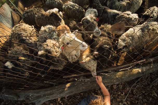 Les enfants nourrissent de nombreux moutons dans la clôture. ferme. - Photo, image